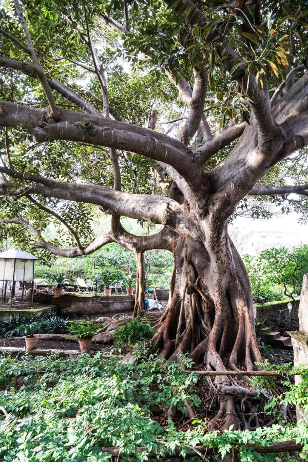 Affittacamere La Magnolia Bacoli Esterno foto