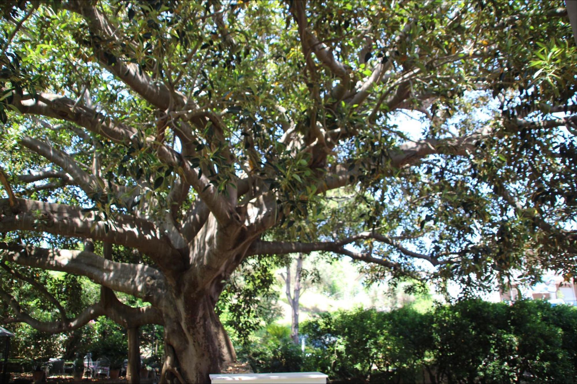 Affittacamere La Magnolia Bacoli Esterno foto